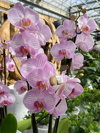 orchidee-tuingroen-stadskanaal-17