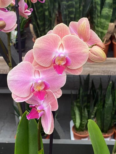 tuingroen-stadskanaal-orchidee-1