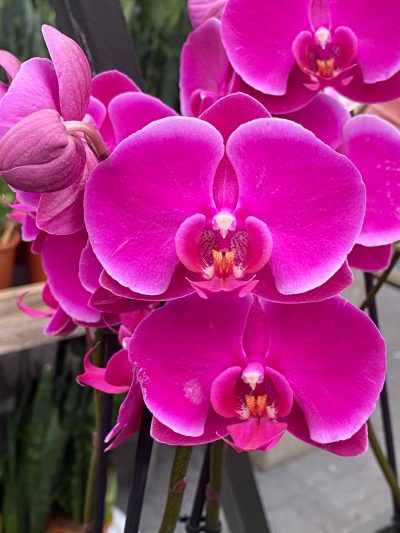tuingroen-stadskanaal-orchidee-2